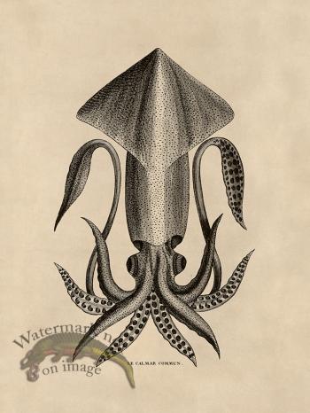 Octopus Tan 36